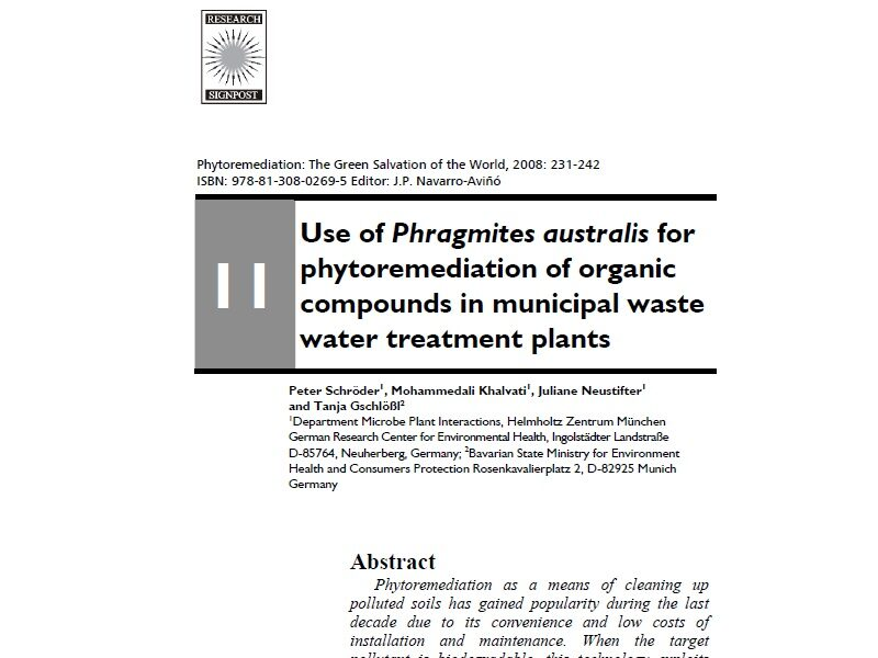 Use of Phragmites australis for phytoremediation of organic compounds in municipal waste water treatment plants
